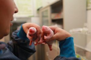 scientist and newborn panda babies